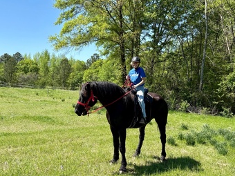 "Storm" Black Gelding Draft