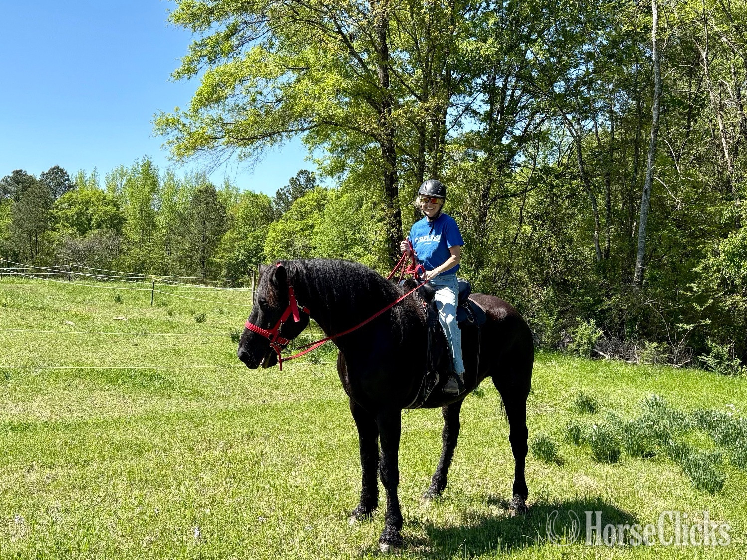 "Storm" Black Gelding Draft in Alabama