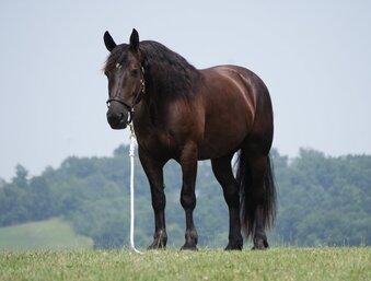 "Bentley" Bay Gelding Draft