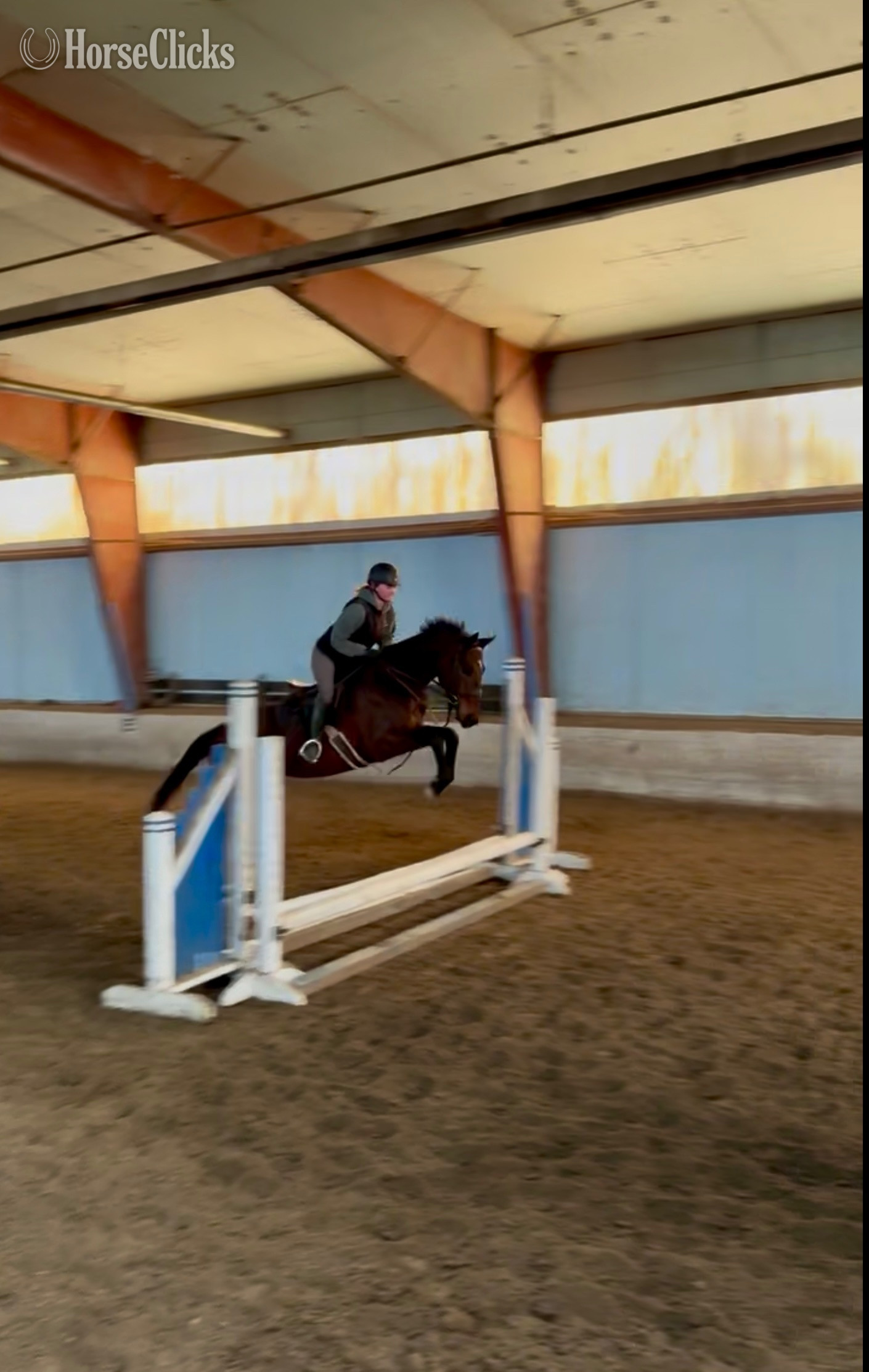 "Chilmark" Bay Gelding Thoroughbred in New York