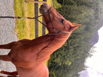 "Sailor" Chestnut Mare Quarter Horse