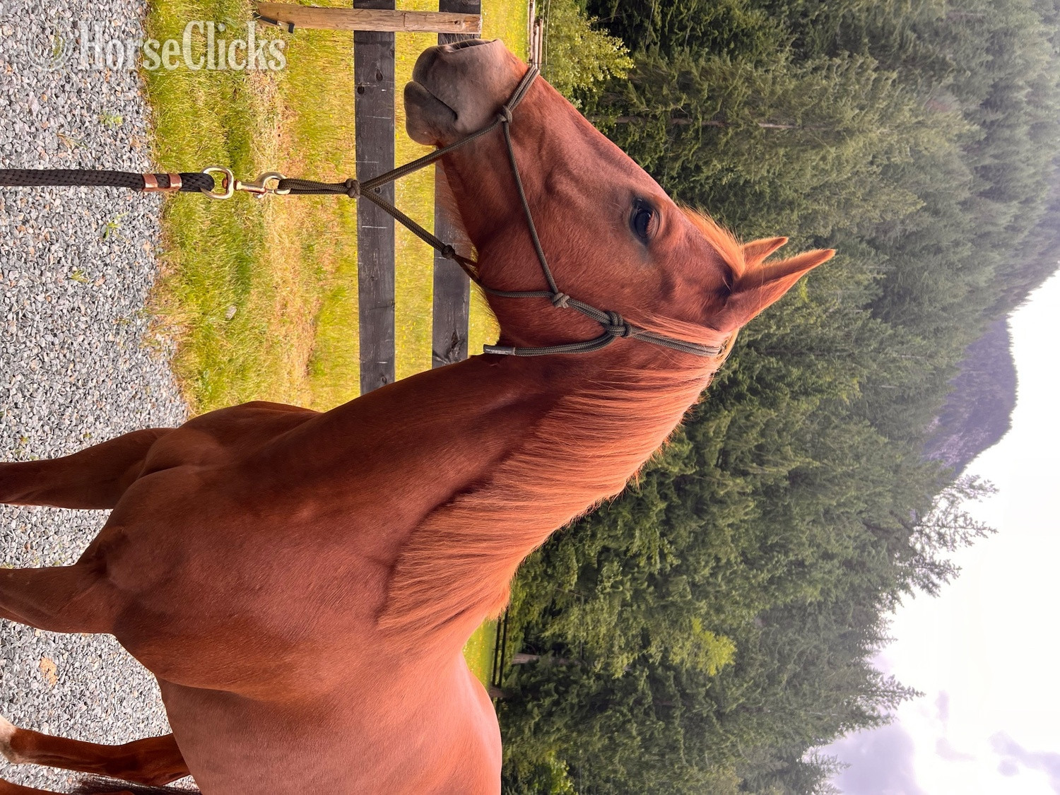 "Sailor" Chestnut Mare Quarter Horse in British Columbia
