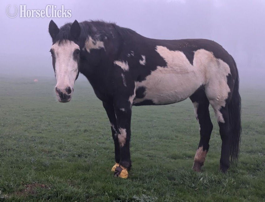 "LACEY - Non-Riding Companion" Black Mare Mustang in California