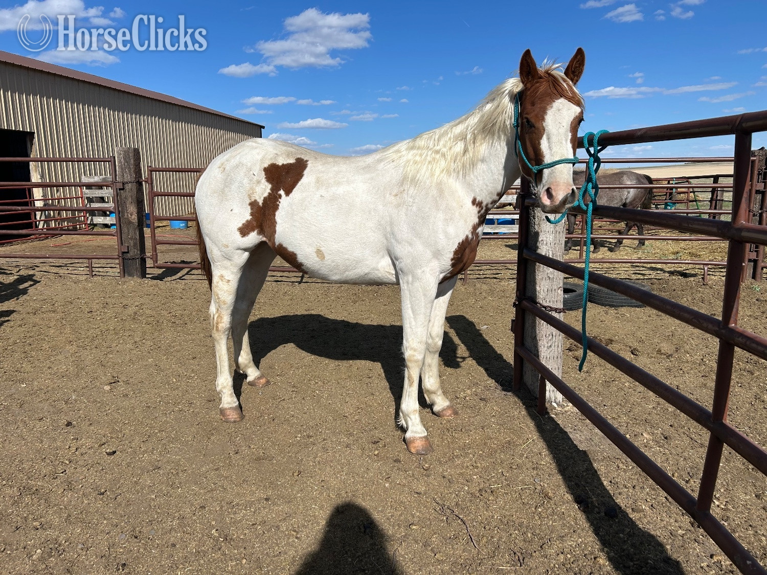 "Newt" White Gelding Paint in North Dakota