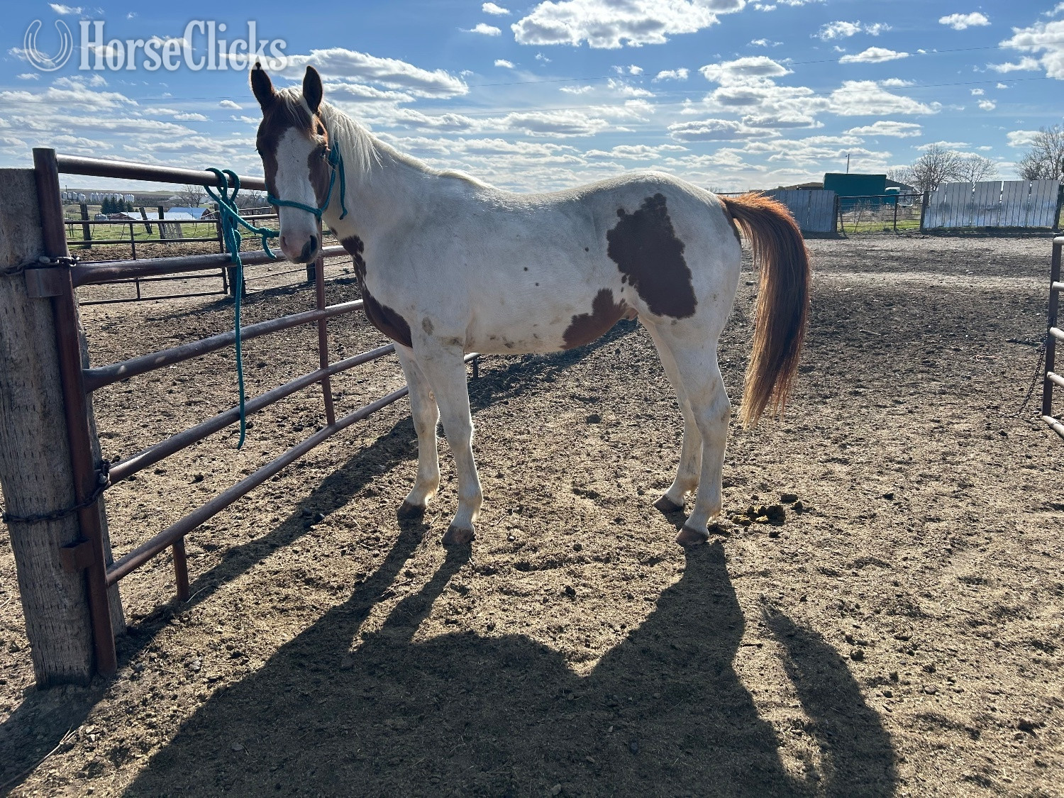 "Newt" White Gelding Paint
