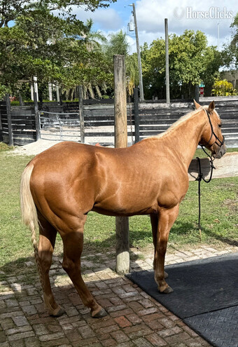 "Rusty" Palomino Gelding Quarter Horse