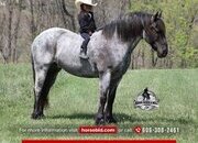 "Frost " Blue Roan Gelding Draft