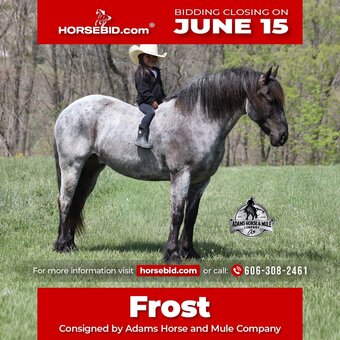 "Frost " Blue Roan Gelding Draft