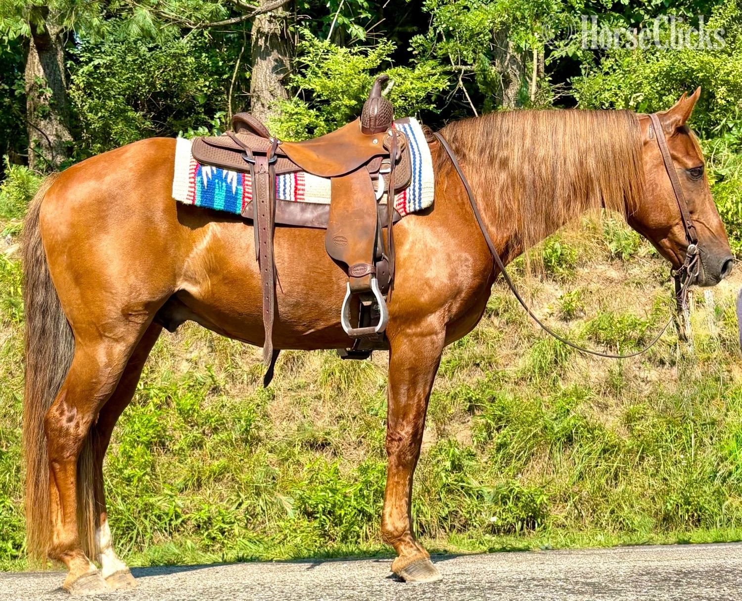 "Chex" Chocolate Gelding Rocky Mountain in Ohio