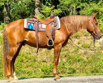 "Chex" Chocolate Gelding Rocky Mountain