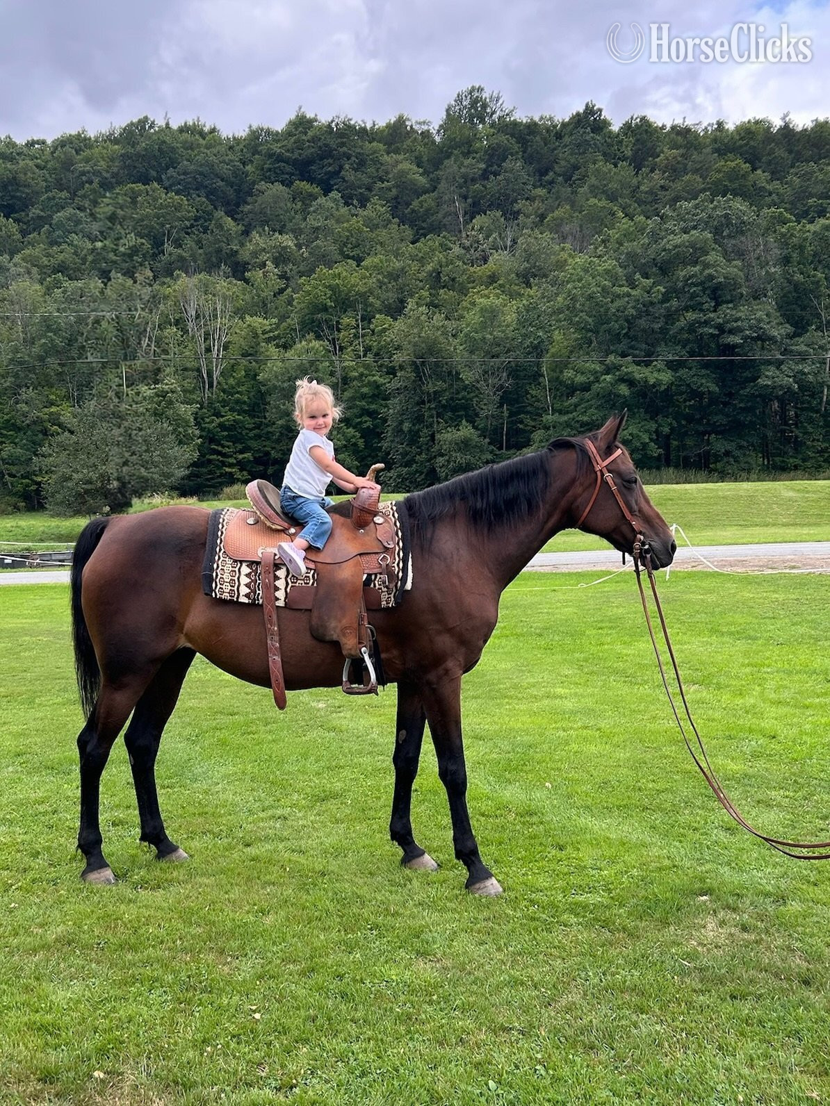 "Violet" Bay Mare Quarter Horse in Pennsylvania