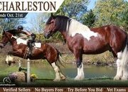"Charleston" Tri-Color Gelding Draft
