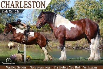 "Charleston" Tri-Color Gelding Draft