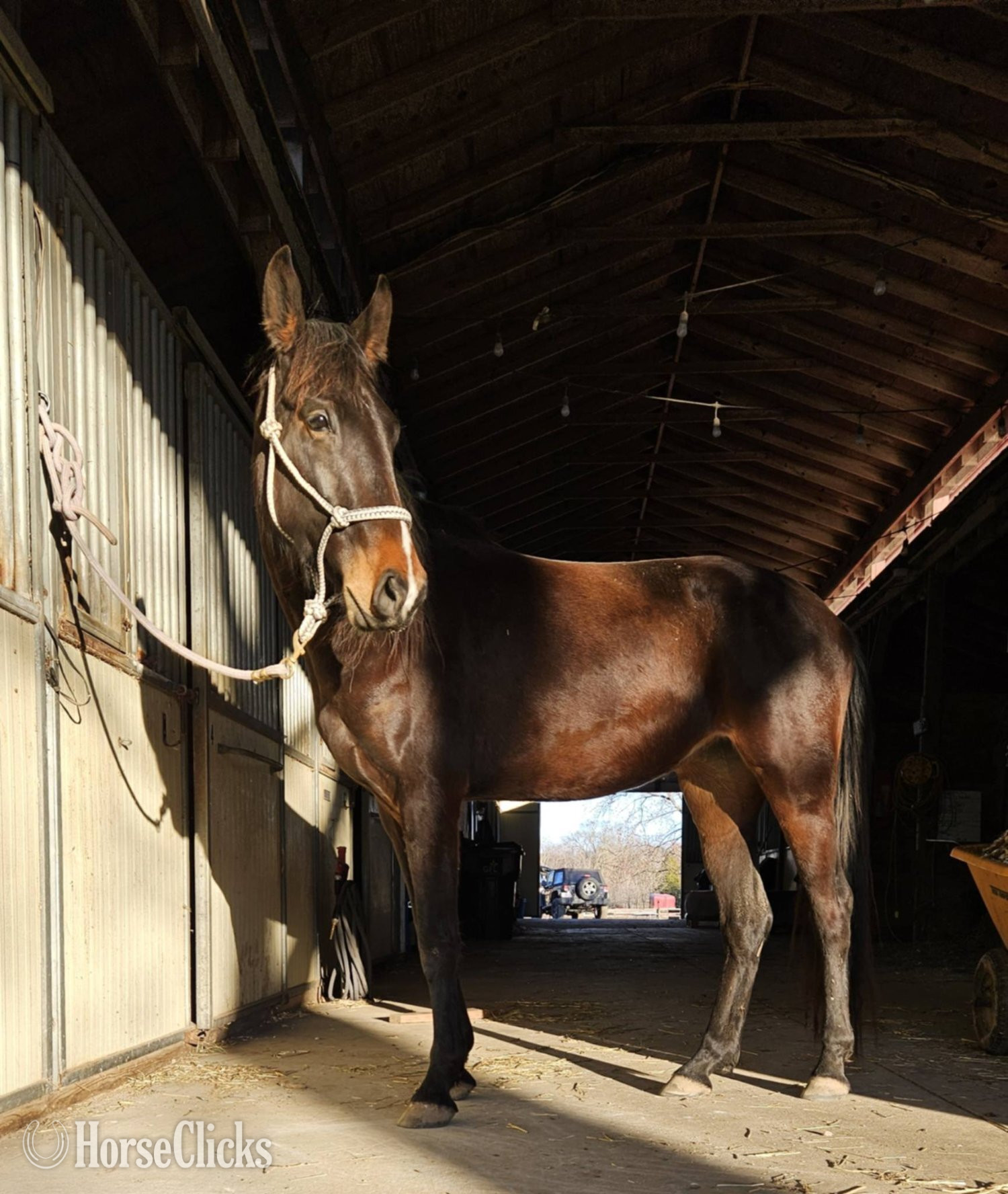 "Mocha " Bay Mare Dutch Warmblood