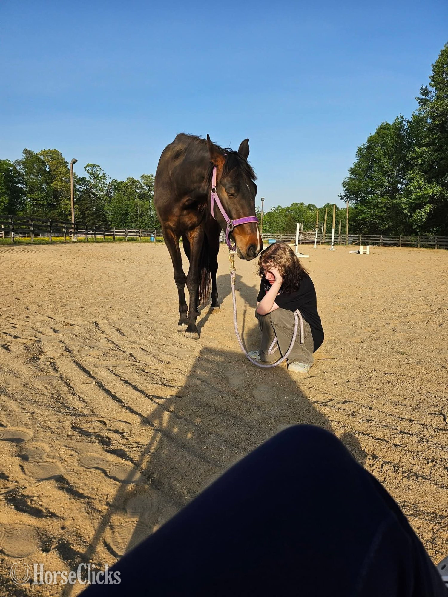 Virginia "Mocha " Bay Mare Dutch Warmblood