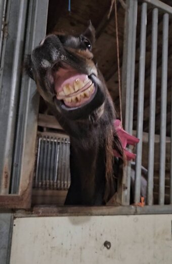 "Mocha " Bay Mare Dutch Warmblood
