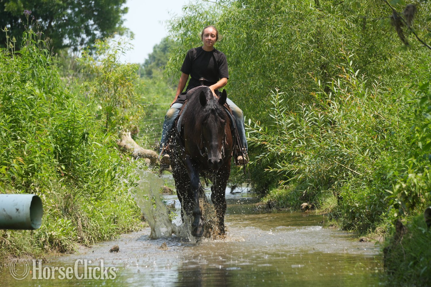"Midnight Majesty " Black Gelding Friesian
