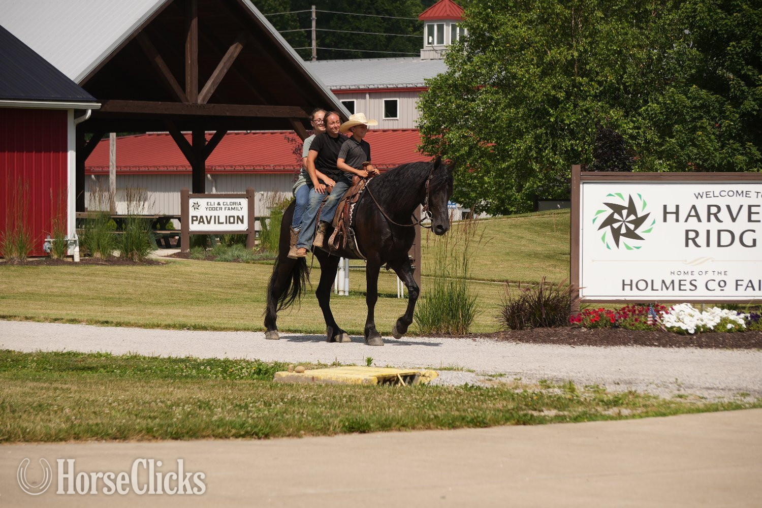 "Midnight Majesty " Black Gelding Friesian - Friesian in Ohio