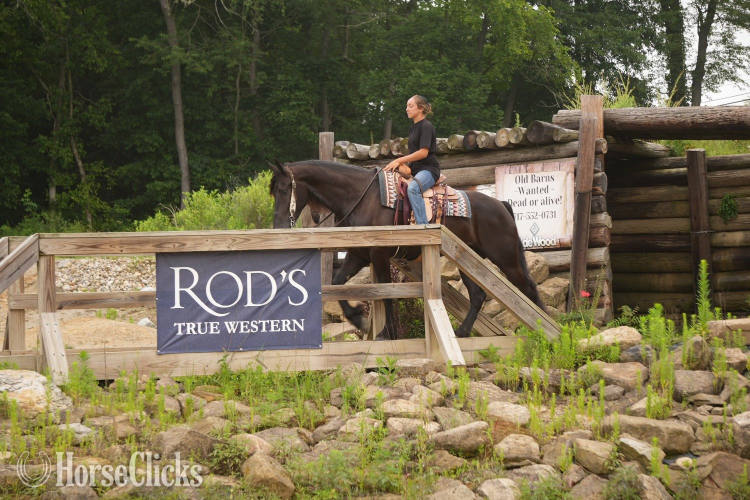 "Midnight Majesty " Black Gelding Friesian - Friesian