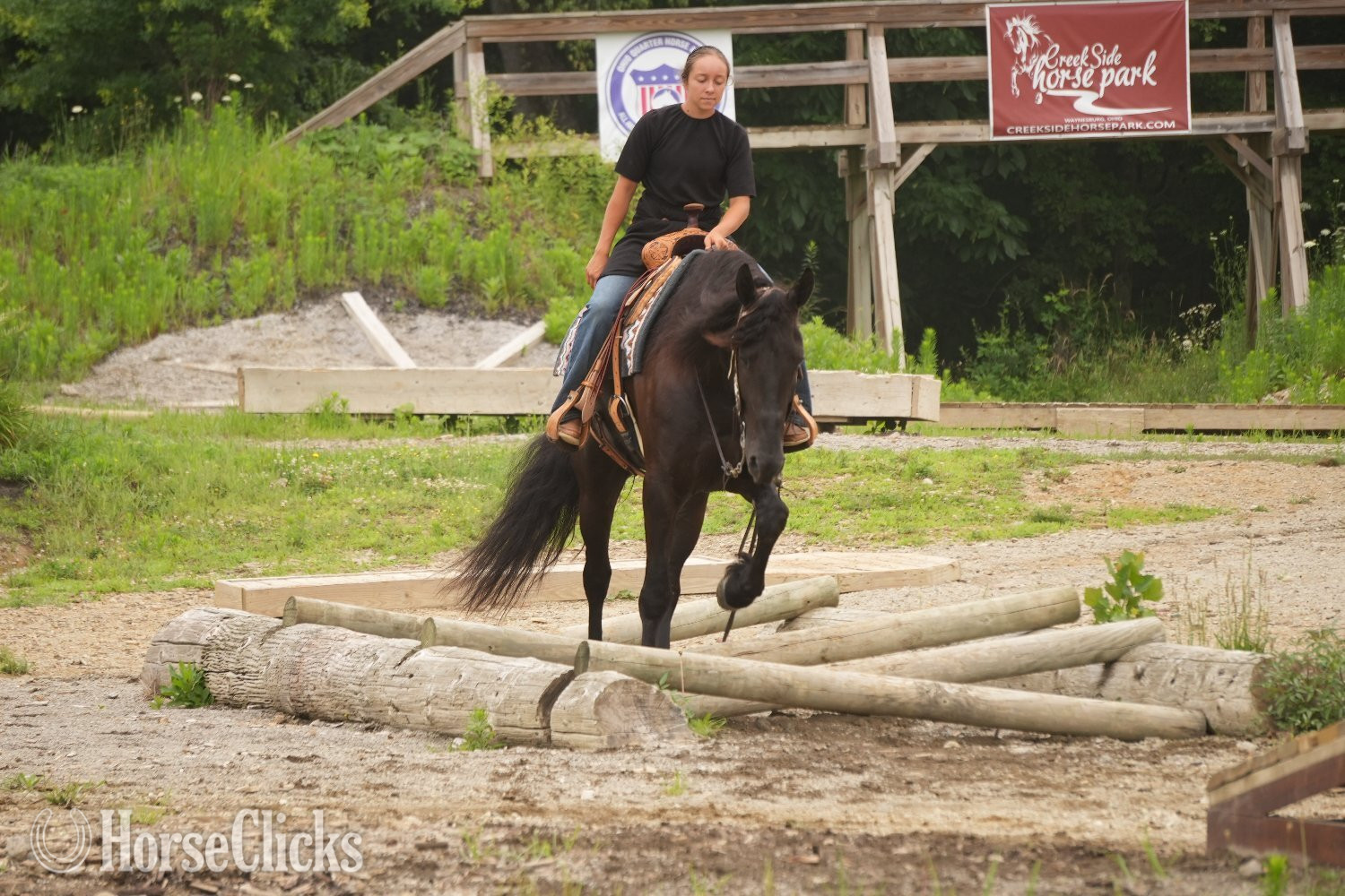 "Midnight Majesty " Black Gelding Friesian Ohio