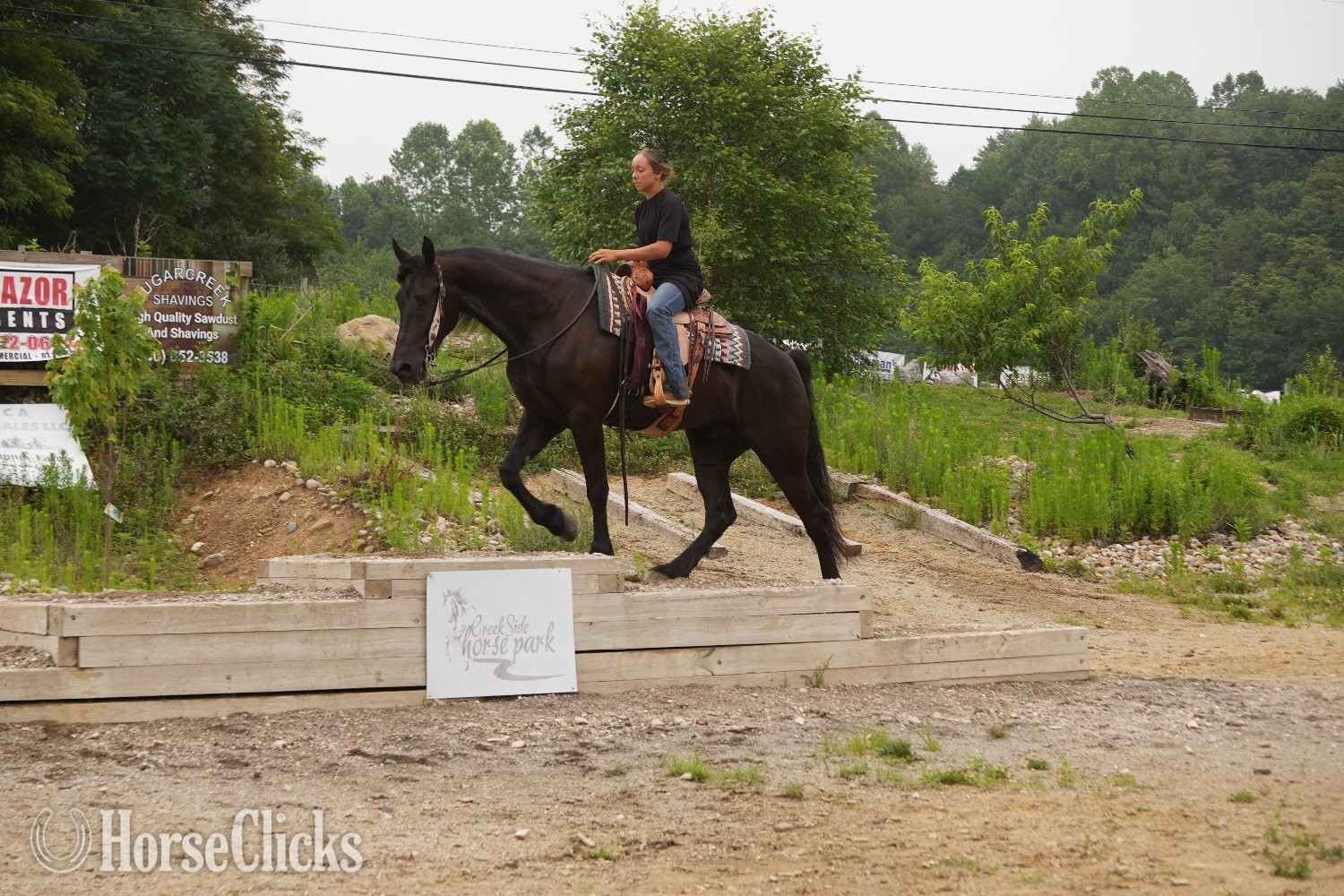 Friesian - "Midnight Majesty " Black Gelding Friesian in Ohio