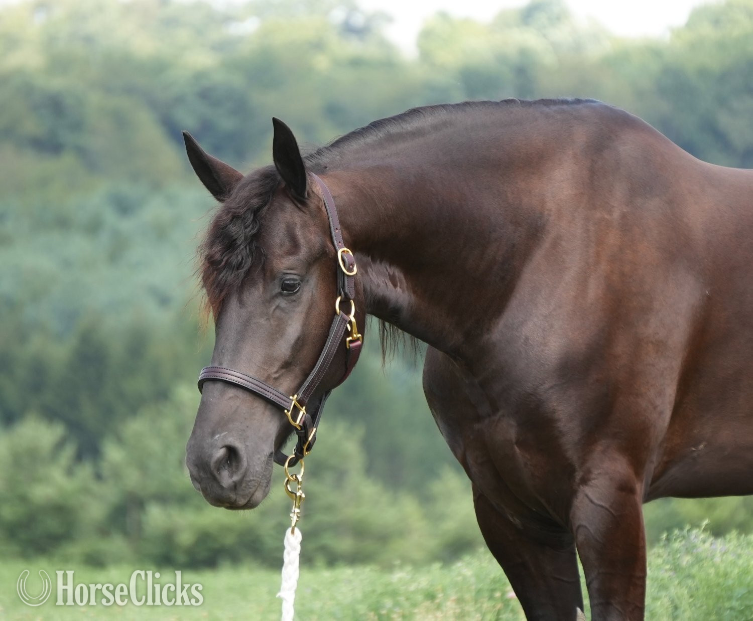 Friesian - "Midnight Majesty " Black Gelding Friesian