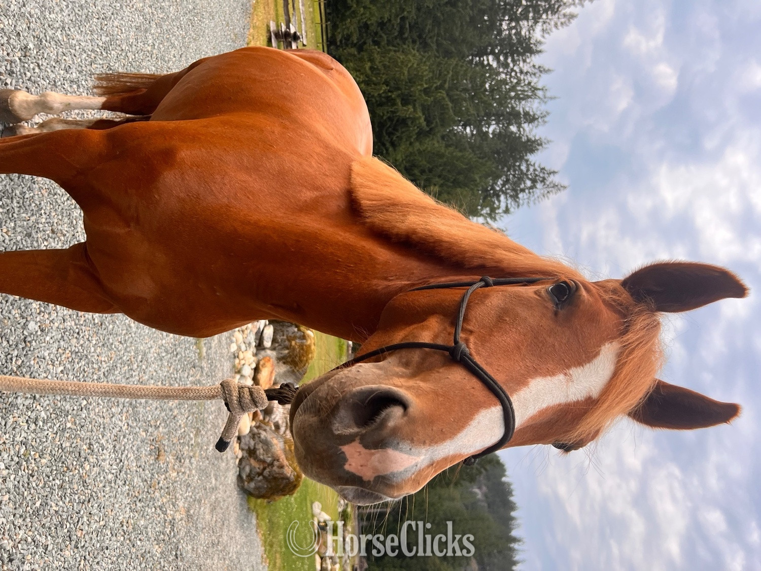 "Weaver" Chestnut Mare Irish Draught in British Columbia