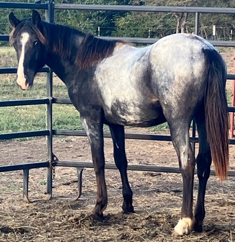 "Hester " Blue Roan Filly Draft
