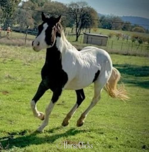 "LUTHER - Non-Riding Companion" Bay Gelding Paint in California