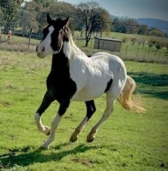"LUTHER - Non-Riding Companion" Bay Gelding Paint