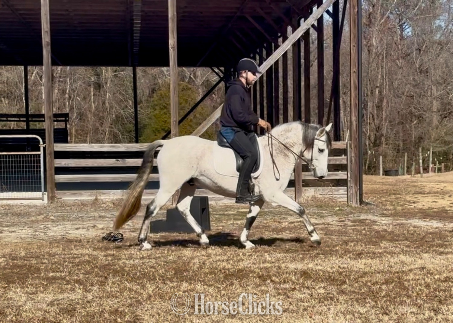 "Gandalf" Grey Gelding Andalusian in North Carolina