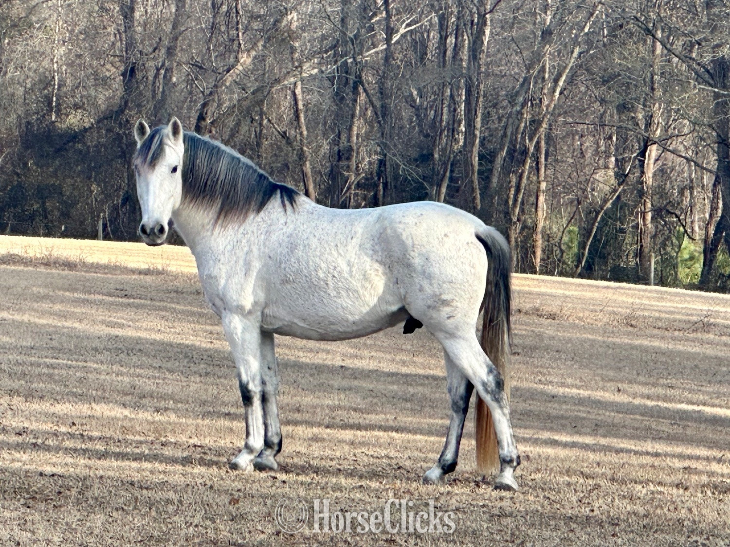 "Gandalf" Grey Gelding Andalusian