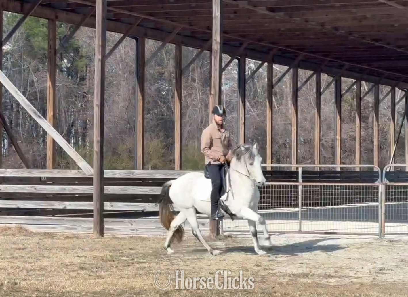 North Carolina "Gandalf" Grey Gelding Andalusian