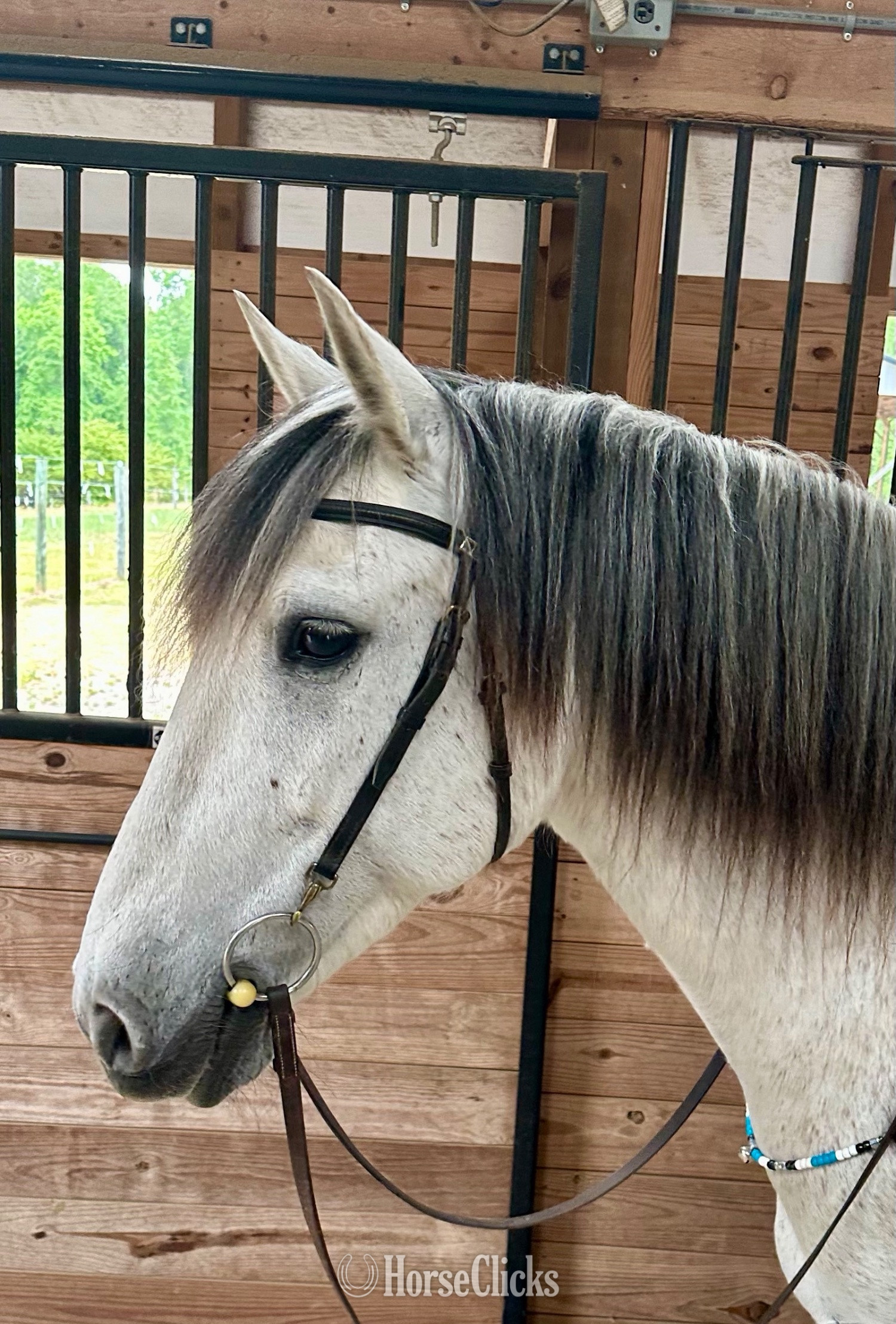 "Gandalf" Grey Gelding Andalusian - Andalusian in North Carolina