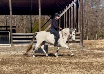 "Gandalf" Grey Gelding Andalusian