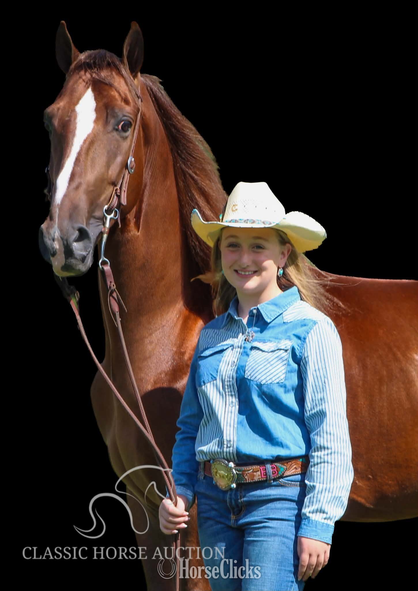 "MAPLE JACK" Chestnut Gelding Tennessee Walker - Tennessee Walker in Kentucky