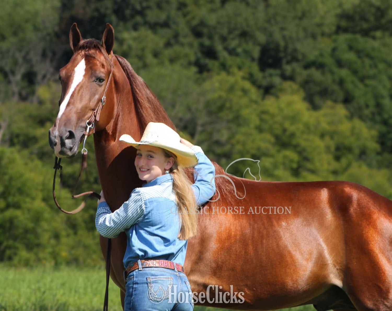 "MAPLE JACK" Chestnut Gelding Tennessee Walker - Tennessee Walker