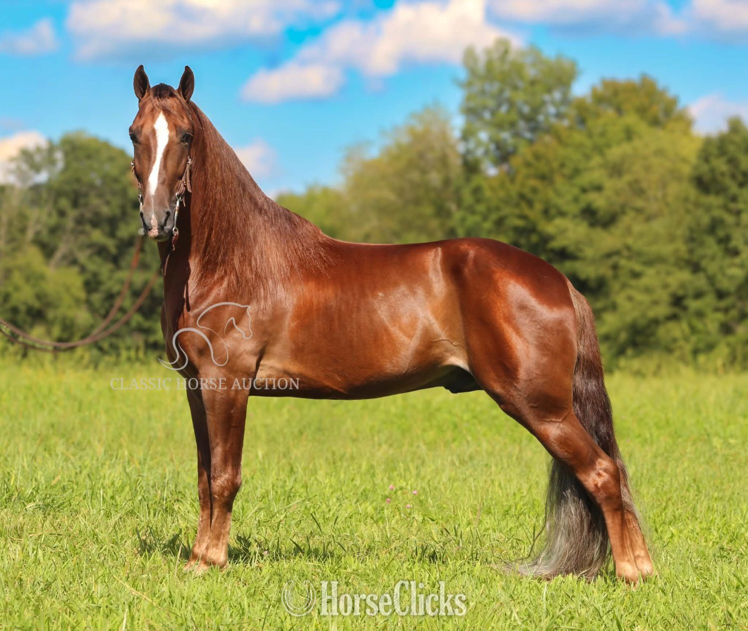 "MAPLE JACK" Chestnut Gelding Tennessee Walker Kentucky