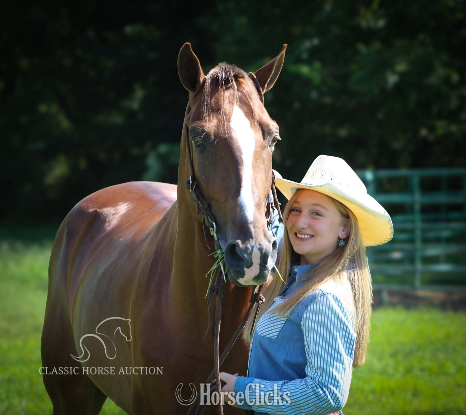 Tennessee Walker - "MAPLE JACK" Chestnut Gelding Tennessee Walker in Kentucky