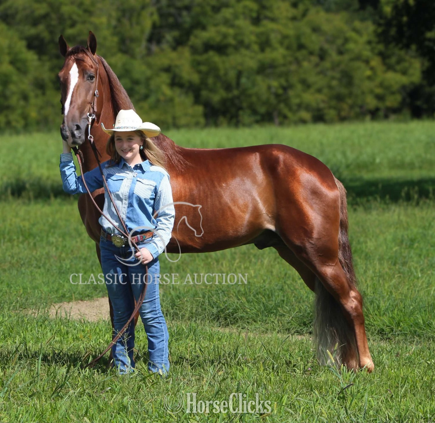 Tennessee Walker - "MAPLE JACK" Chestnut Gelding Tennessee Walker
