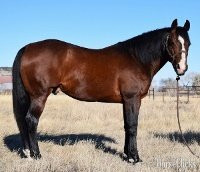 "Sweetshot  Playgun" Bay Stallion Quarter Horse in Montana