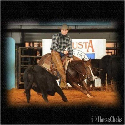 "Sweetshot  Playgun" Bay Stallion Quarter Horse