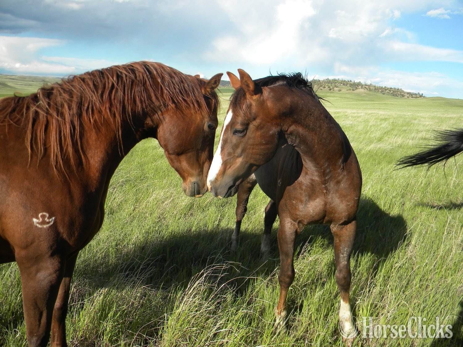 Montana "Sweetshot  Playgun" Bay Stallion Quarter Horse