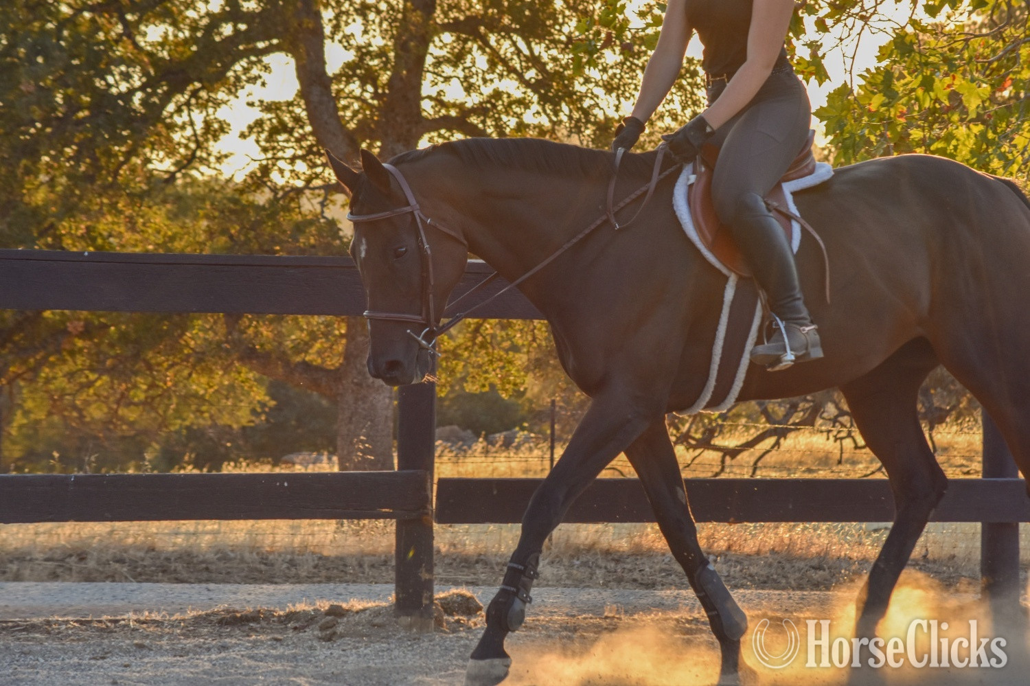 "Dontpreachto Cami" Bay Mare Thoroughbred