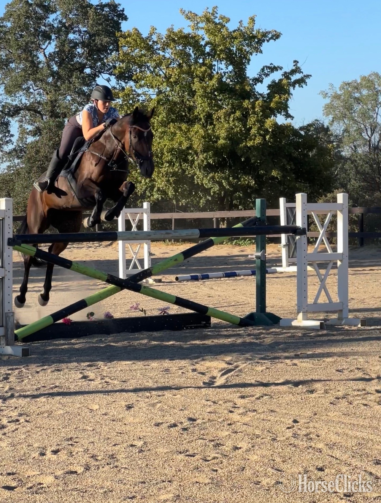 California "Dontpreachto Cami" Bay Mare Thoroughbred