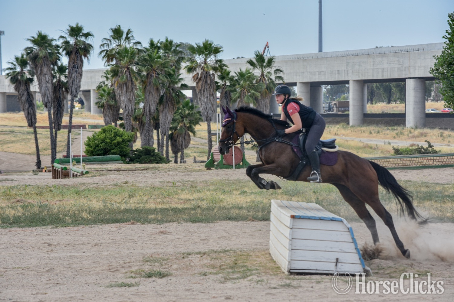 "Dontpreachto Cami" Bay Mare Thoroughbred - Thoroughbred in California