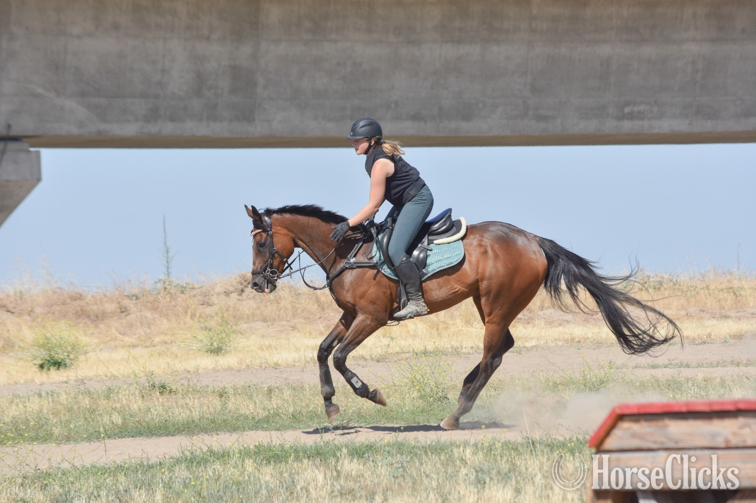 "Dontpreachto Cami" Bay Mare Thoroughbred - Thoroughbred