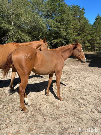 "Bullion In The Breeze" Sorrel Filly Quarter Horse