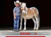 "Fez " Pinto Gelding POA