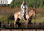 "Red" Red Roan Gelding Quarter Horse